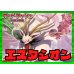 画像1: ストイケイア(エスタシオン)【ver1.0】{-}《デッキ販売》 (1)