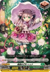 晴朗の乙女レェナ【R+】{DZ-BT13/069}《ストイケイア》