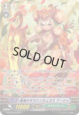 〔状態B〕胸焦がすラナンキュラスアーシャ【SP】{G-CHB01/S05}《ネオネクタール》